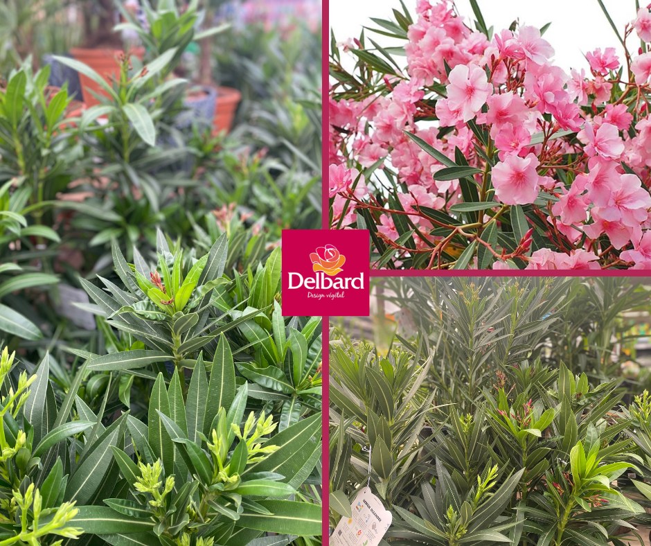 Vignette du commerce