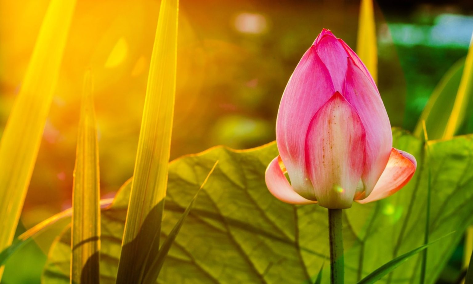 Vignette du commerce